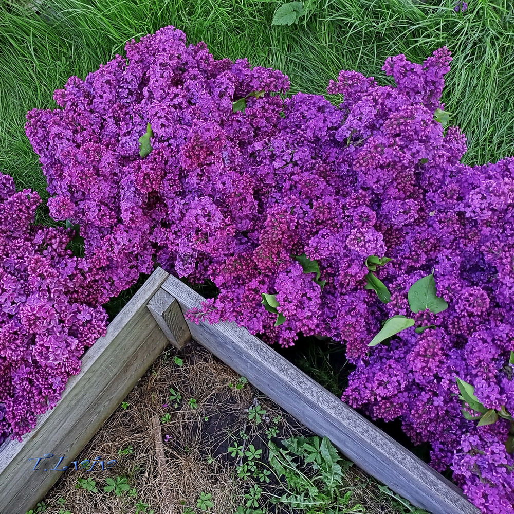 Lilac 🤗