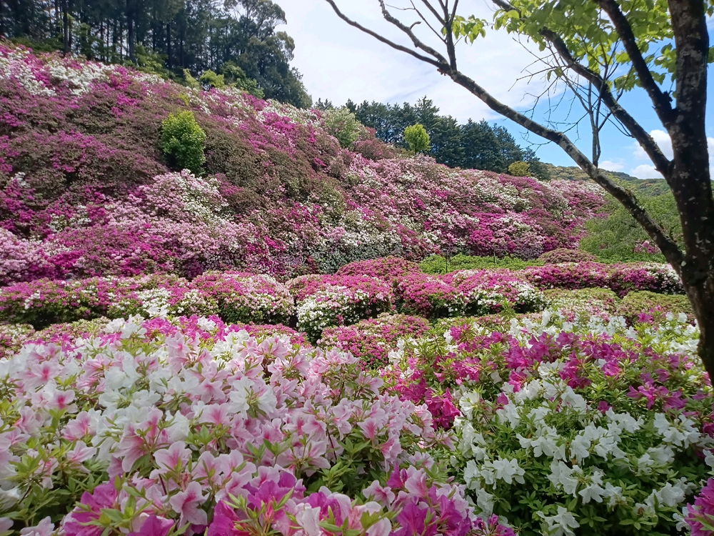 三室戸寺 庭園1