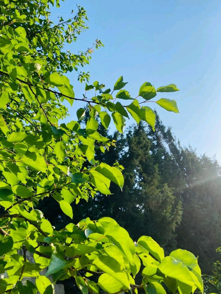 🌼🌿