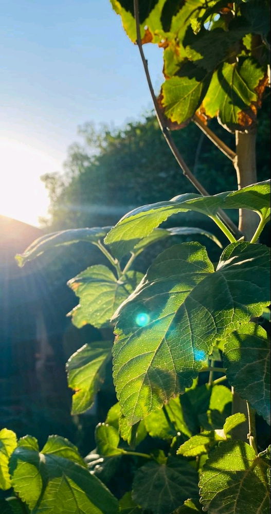 🌼🌿