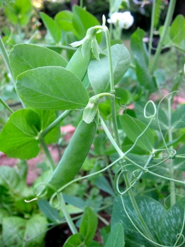 🌼🌿