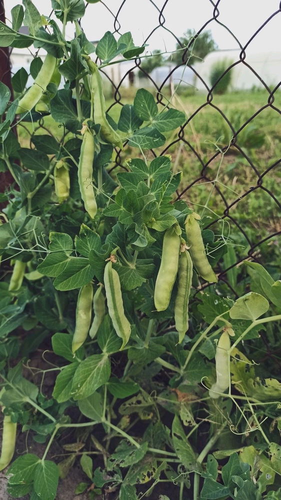 🌼🌿