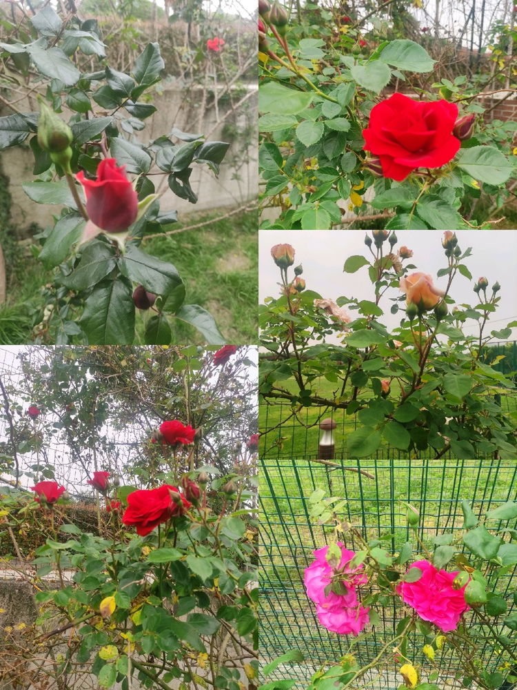 Le mie rose 🌹🌹🌹