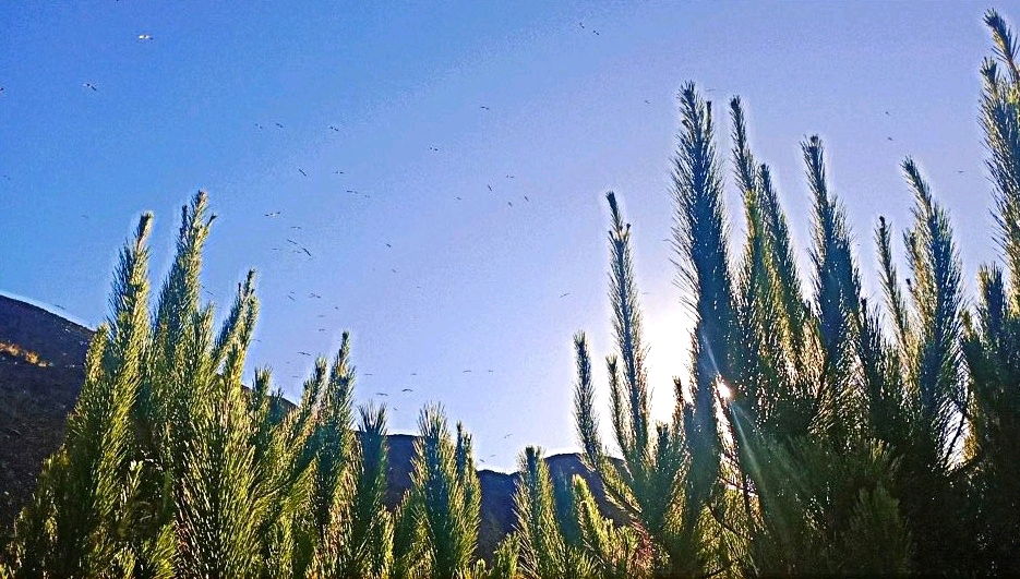 Arboles Pinos y Gaviotas