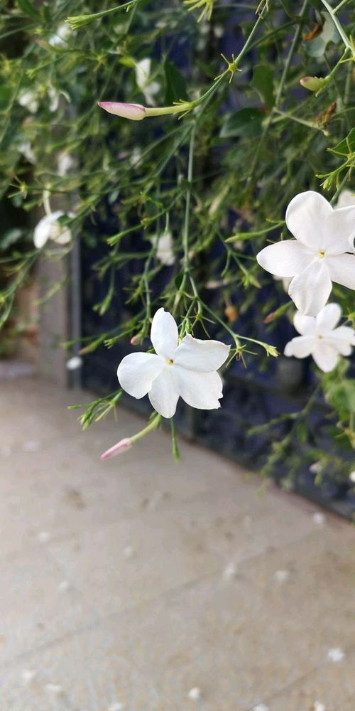 Guten Abend 🌸🌿