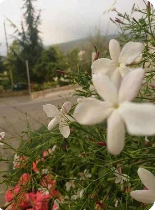 Guten Abend 🌸🌿