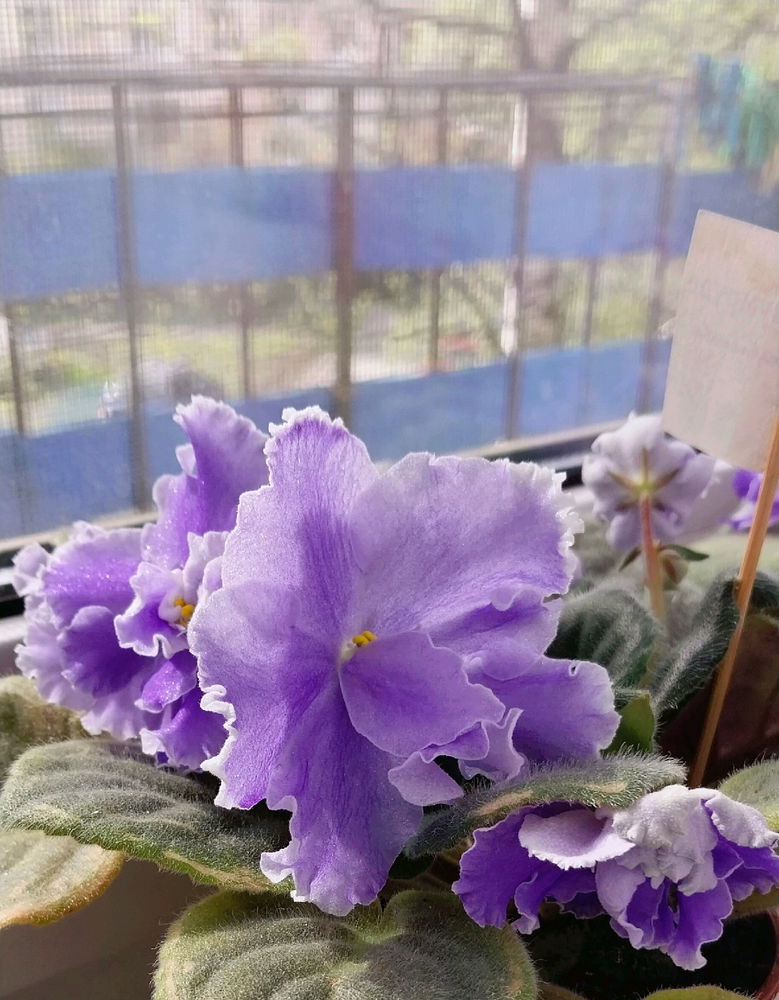 Красота моя цветет🥰🌺