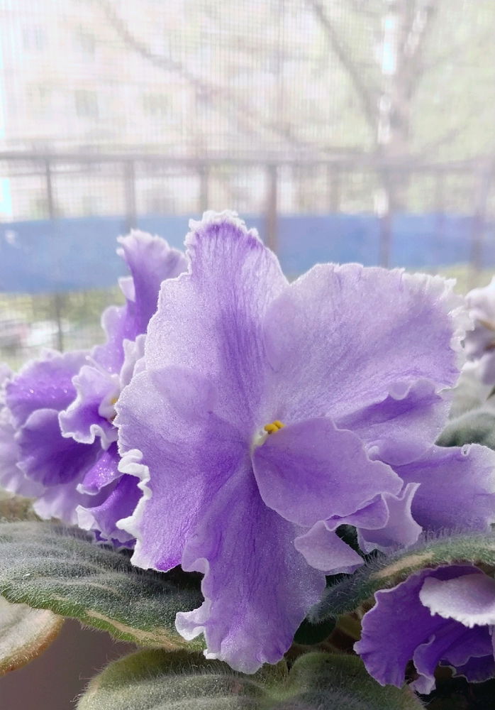 Красота моя цветет🥰🌺