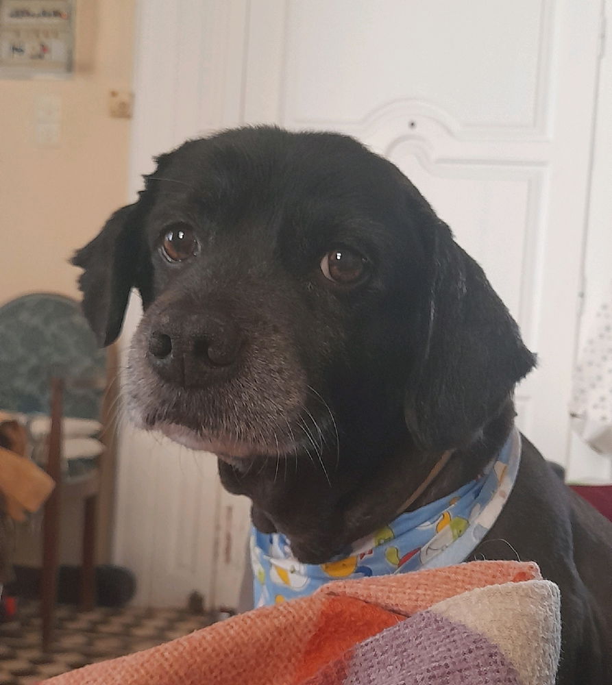 Brandy...η μουρη
