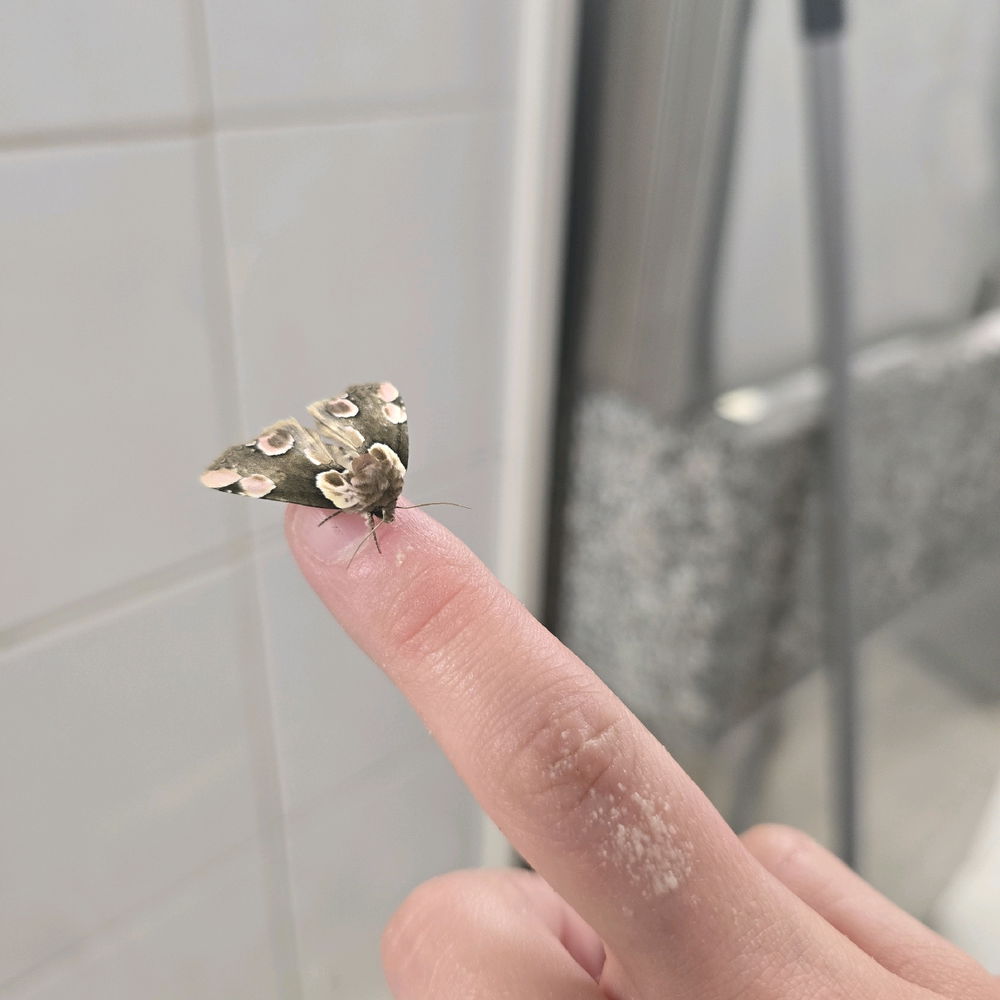 Piccoli ospiti