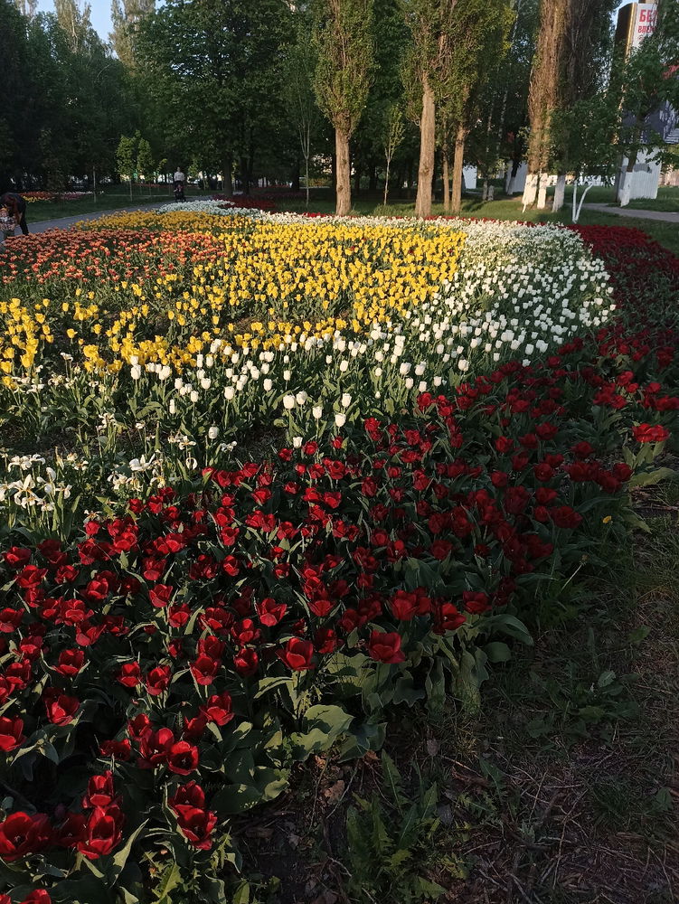 Тюльпаны 🌷