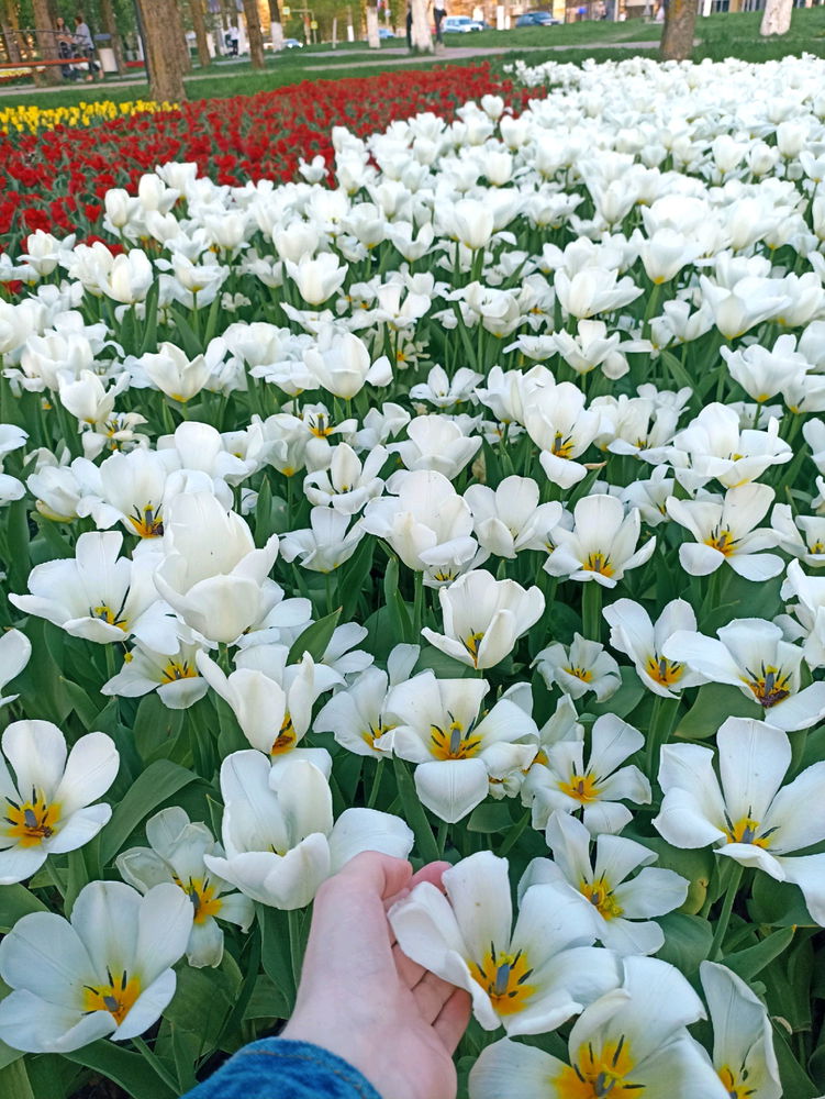 Тюльпаны 🌷