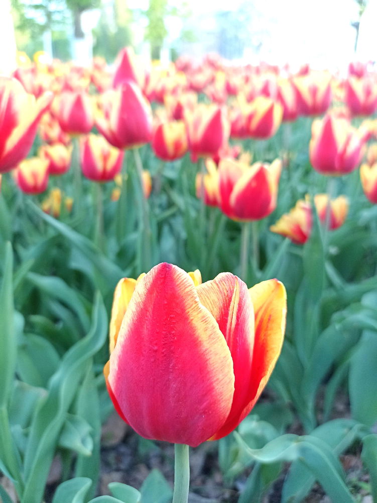 Тюльпаны 🌷