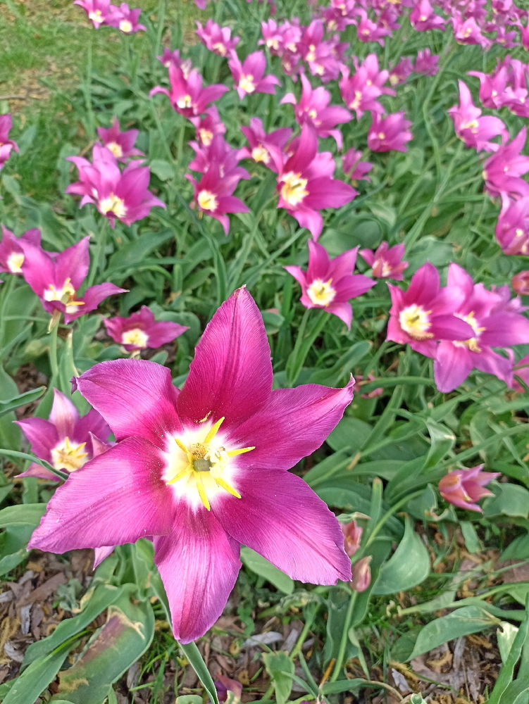 Тюльпаны 🌷