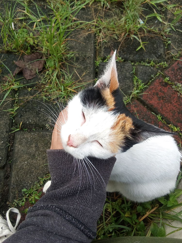 Are u cat lovers?