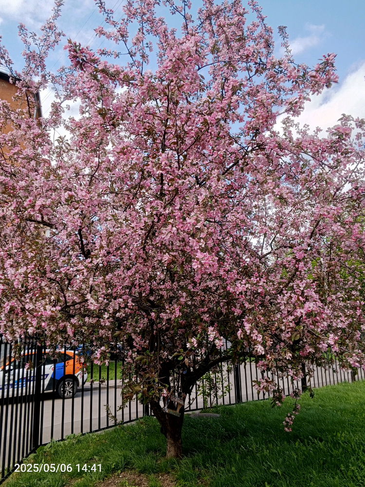 🌷💚🌷🌺🌿💚🌿