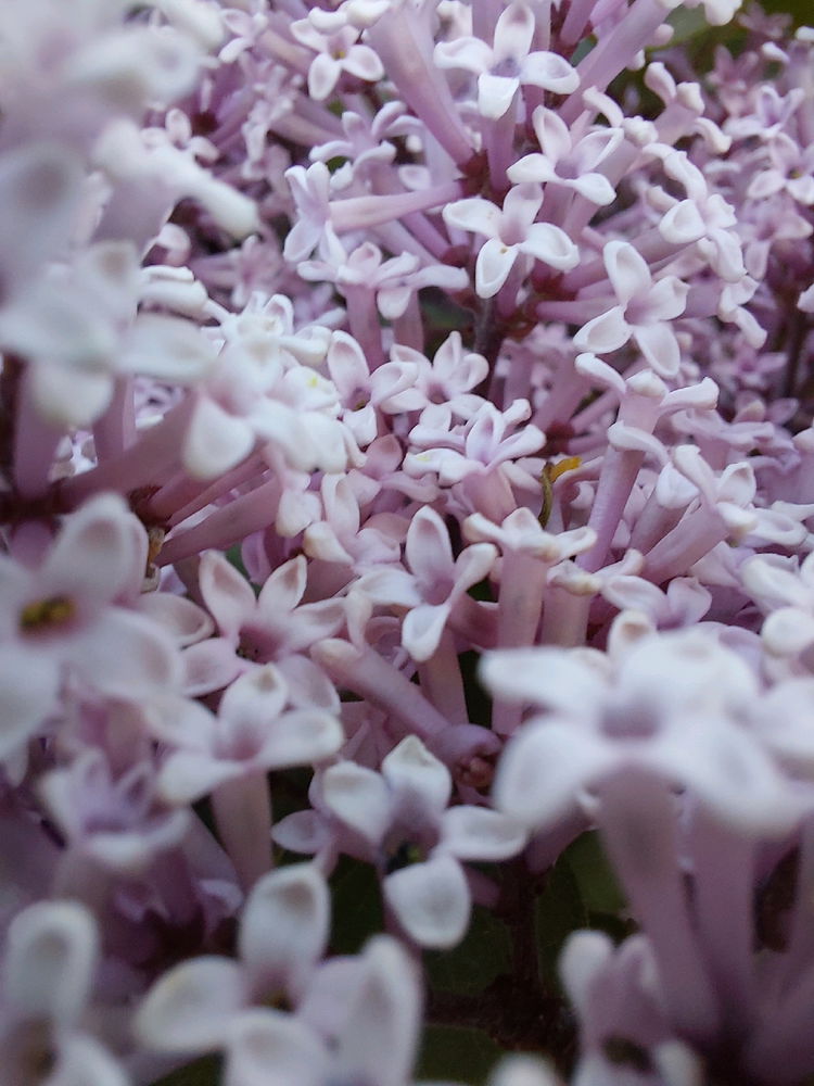 🌸🌸🌸🌸🌸🌸🌸🌸🌸🌸🌸🌸🌸🌸🌸🌸🌸🌸🌸🌸🌸🌸💮💮💮💮💮