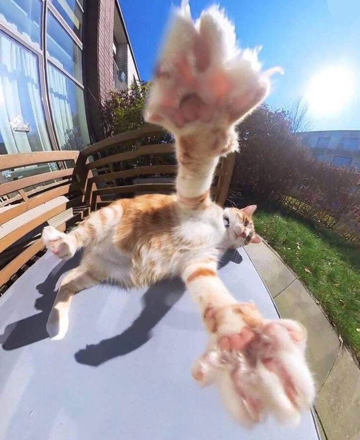 🤪