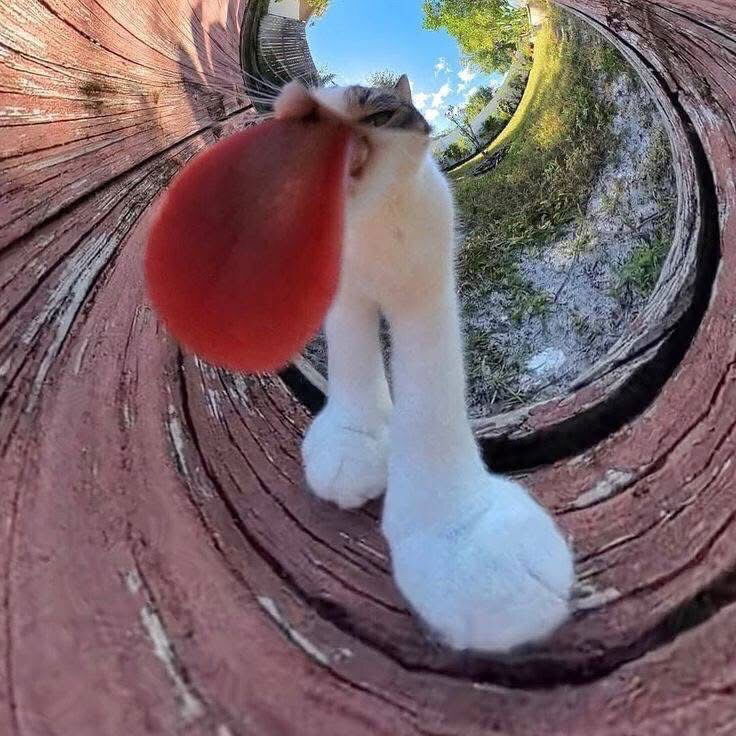 🤪