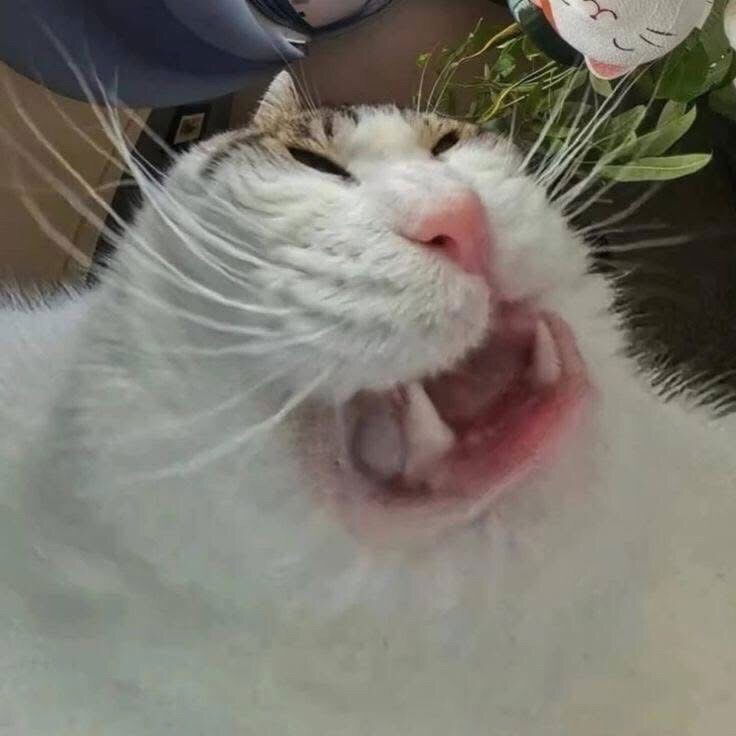 🤪