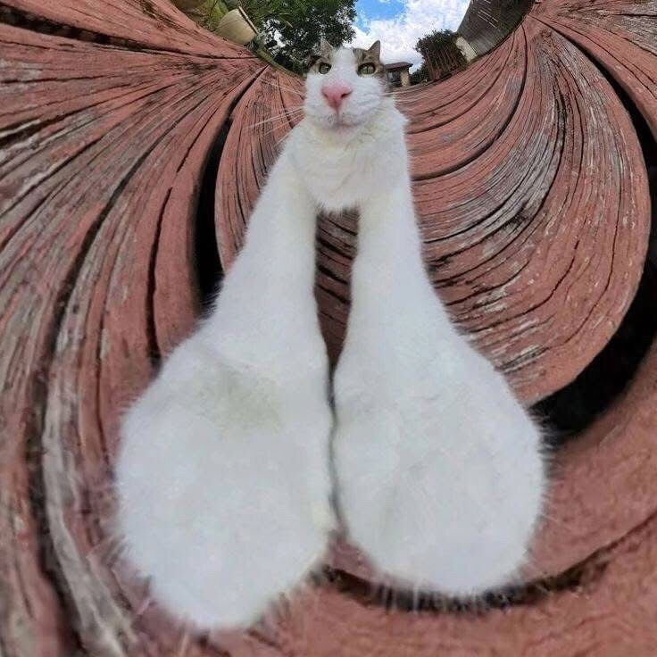 🤪