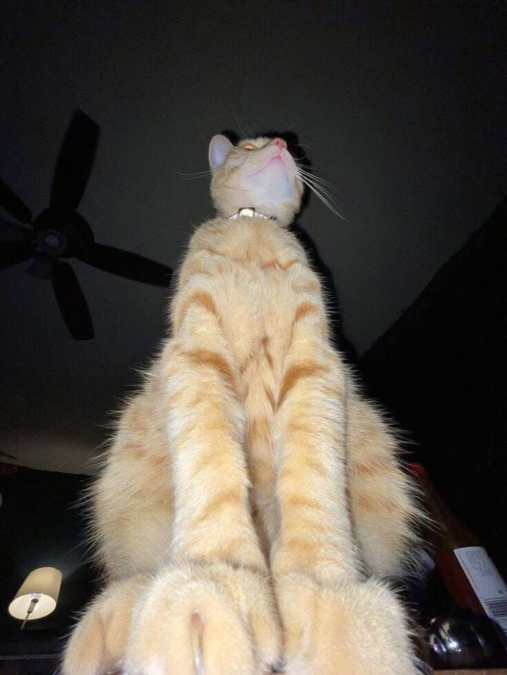 🤪