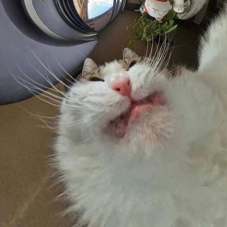 🤪