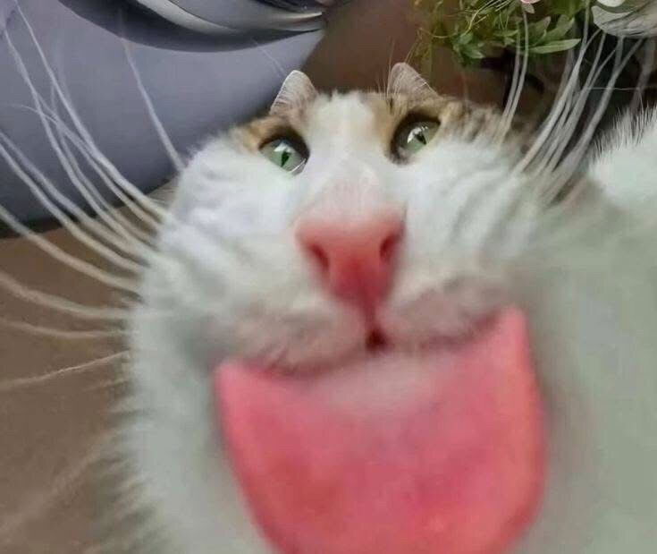 🤪