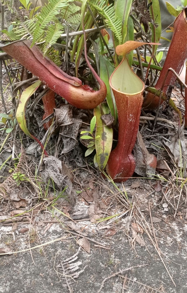 Exotic plant I saw in Borneo, Indonesia