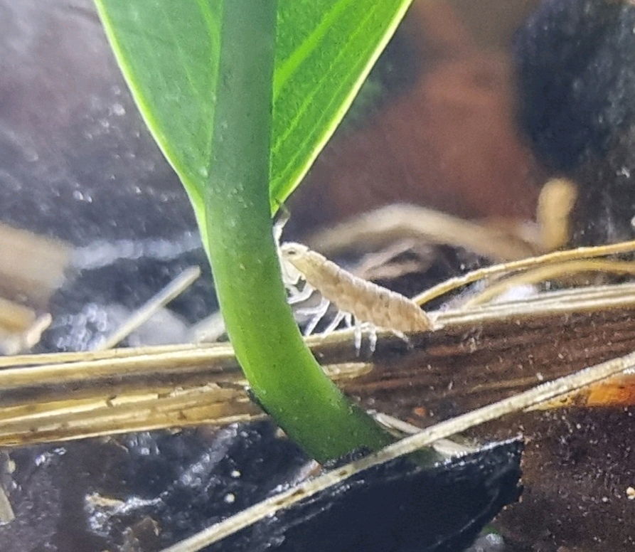 Monotone Rainbow Isopods