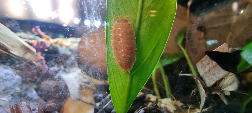 Monotone Rainbow Isopods