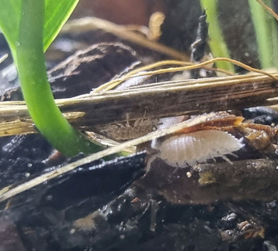 Monotone Rainbow Isopods