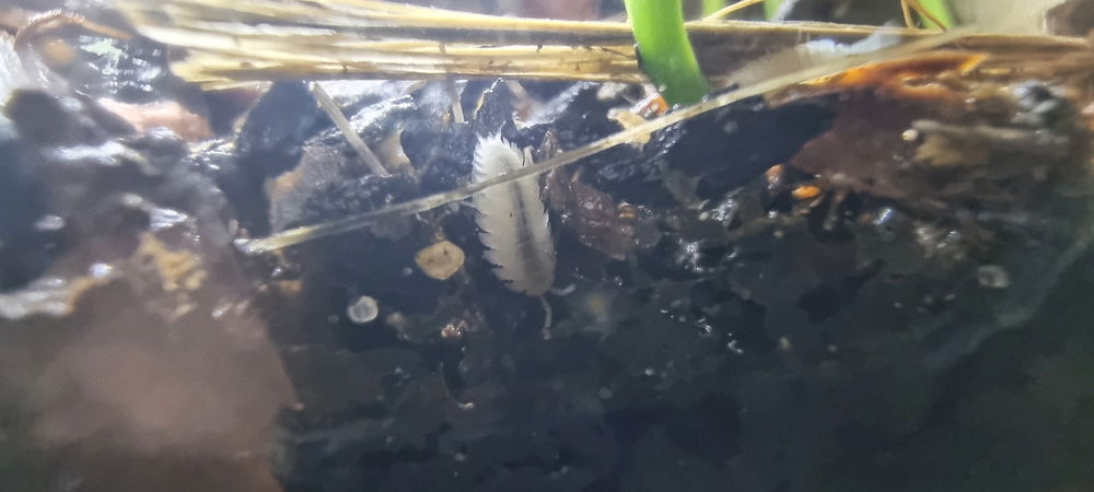 Monotone Rainbow Isopods