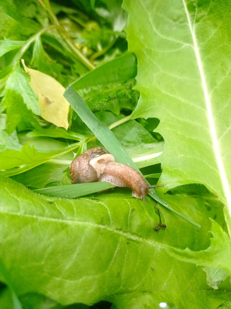 После дождя 🐌