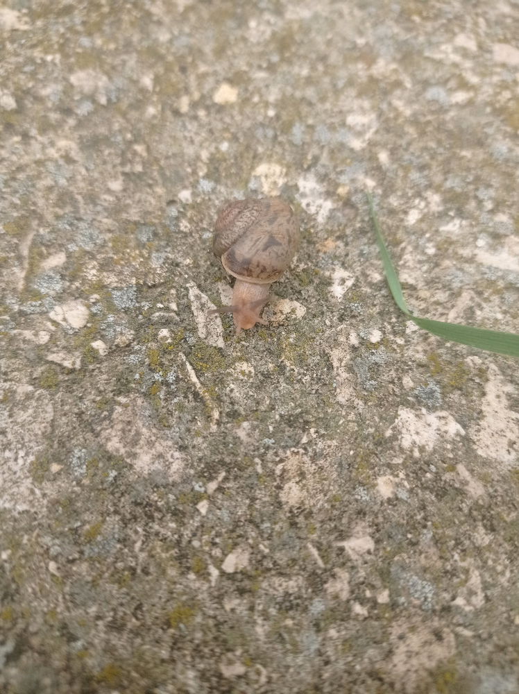После дождя 🐌