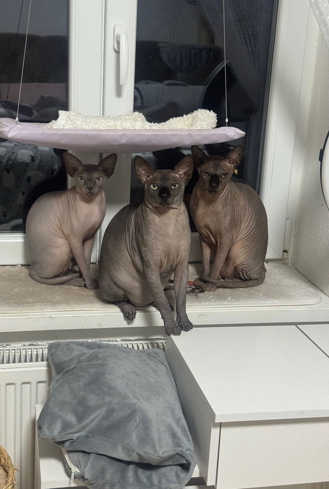 Sphynx
