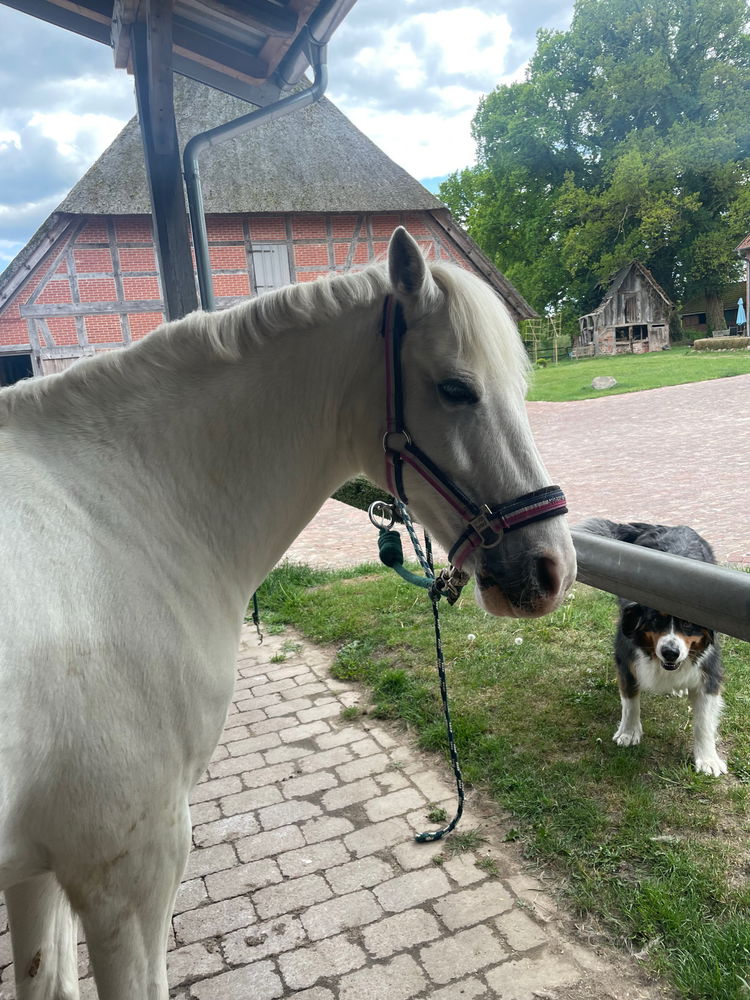 Evita, ein so schönes Pferd 🐴💖