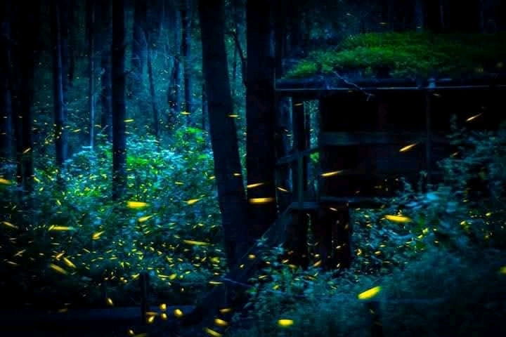 In jungle , late night