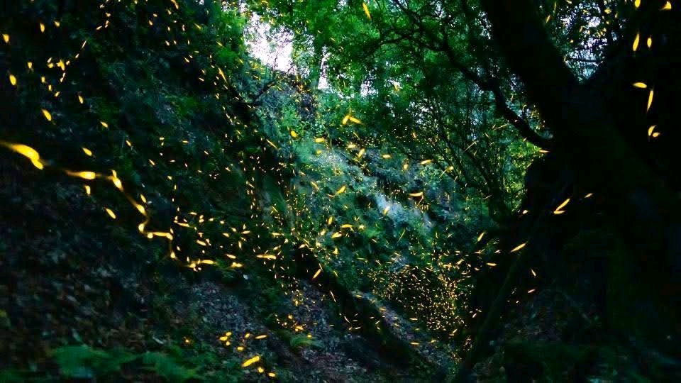 In jungle , late night