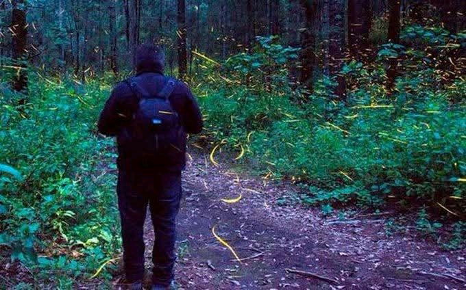 In jungle , late night