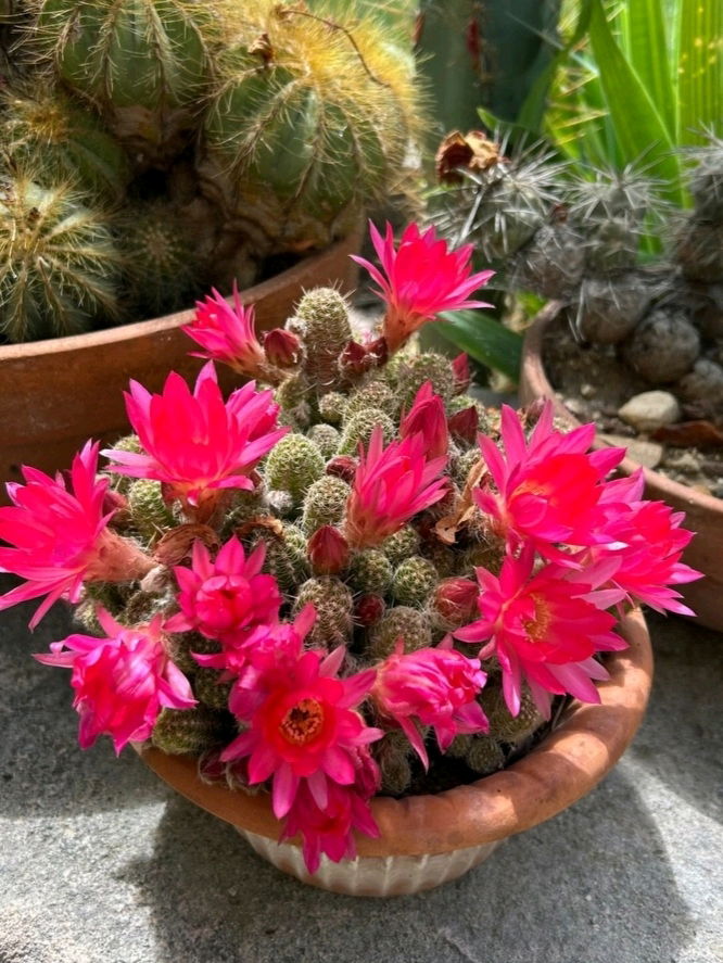 Cactus in fiore
