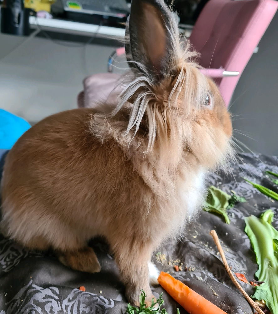 카이 🐇