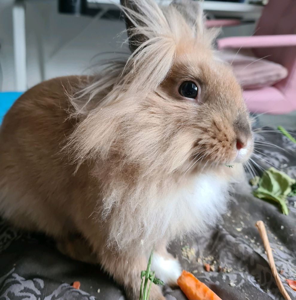 카이 🐇