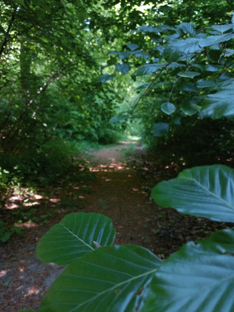 Luxembourg city forest