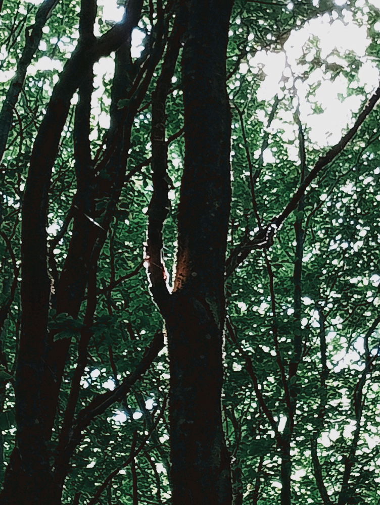 Luxembourg city forest