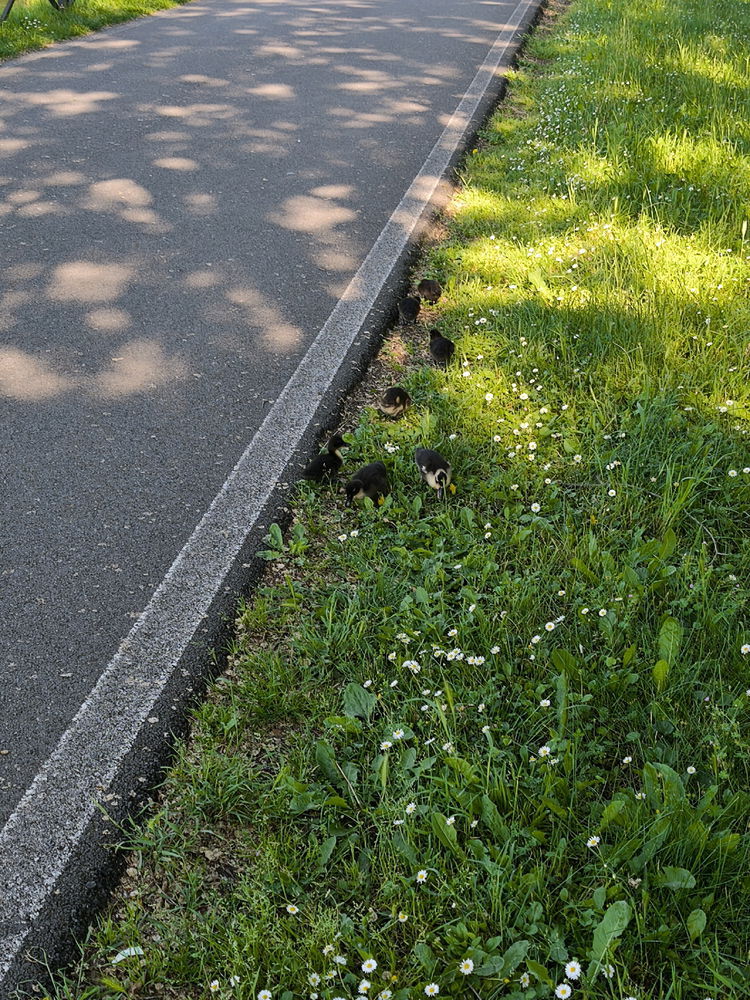 Animali che trovo nel mentre che faccio powerwalk Parte 1