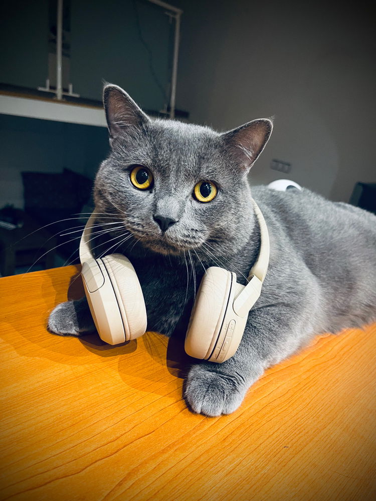 Proof that attitude comes in small, fluffy packages🐱🐱🐱