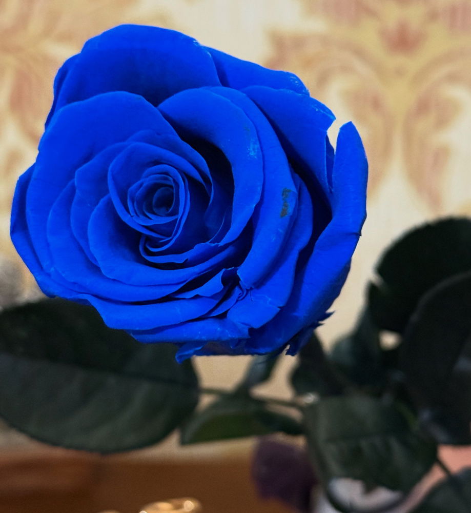 Quanto sono belle le rose blu?