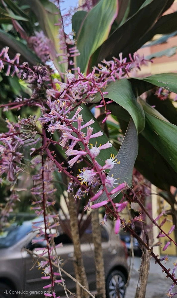 🌸