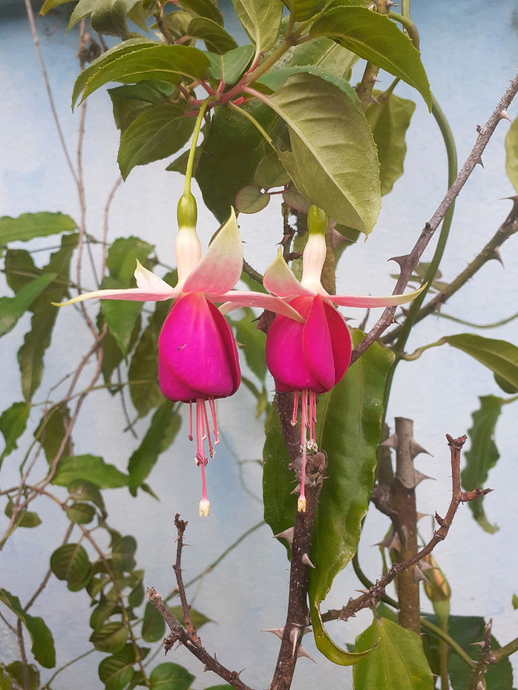 Las hadas del jardín